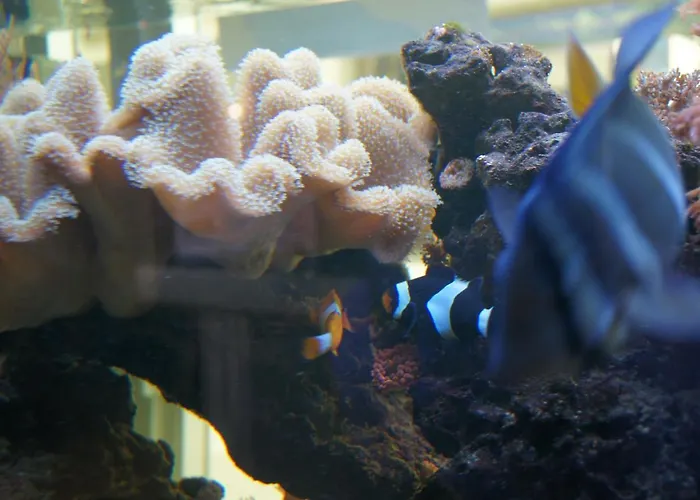 Sanmar Affittacamere Figueres (Girona)